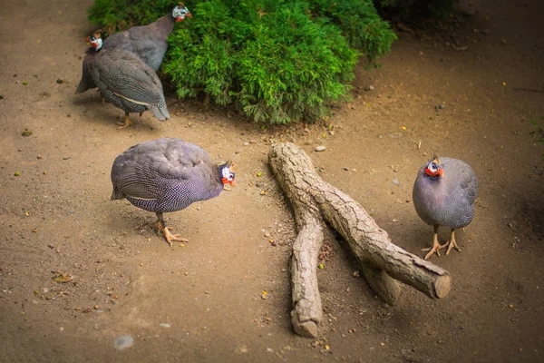 Guinea Fowls Zoo Daytime — Stockfoto