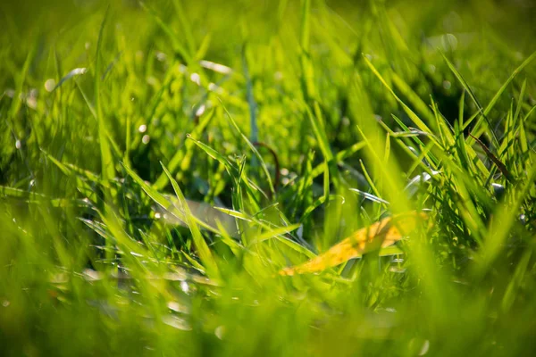 Zbliżenie Zielonej Trawy Ciągu Dnia — Zdjęcie stockowe