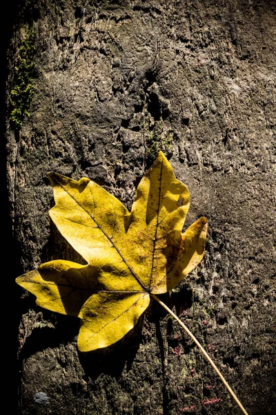 Nahaufnahme Trockener Herbstblätter Bei Tag — Stockfoto