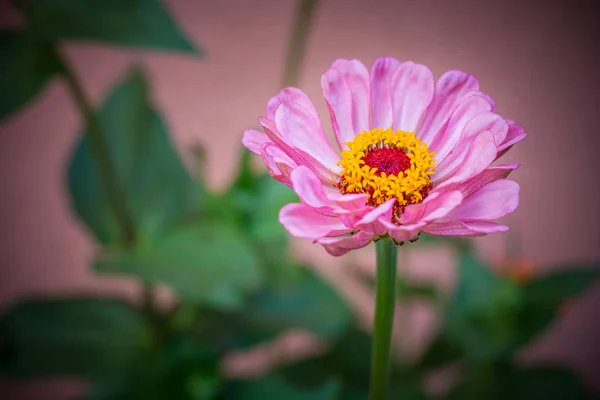 Rengarenk Çiçek Açma — Stok fotoğraf