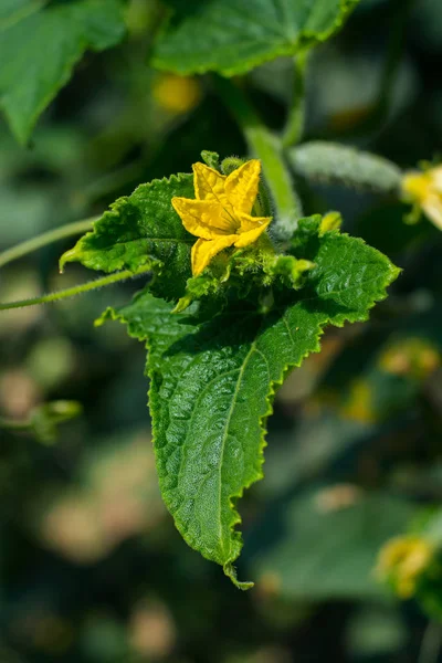 Closeup Green Plant Cucumber — Stock Photo, Image