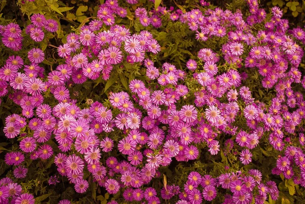 Närbild Färgglada Blommande Blommor — Stockfoto