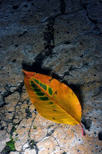 Closeup Shot Dry Autumnal Leaf — Stock Photo, Image