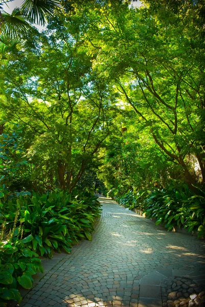 Vista Panorámica Del Bosque Tropical Durante Día — Foto de Stock