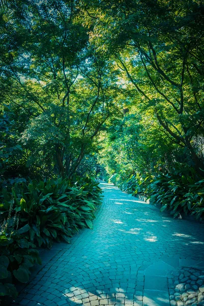 Vista Panorámica Del Bosque Tropical Durante Día — Foto de Stock