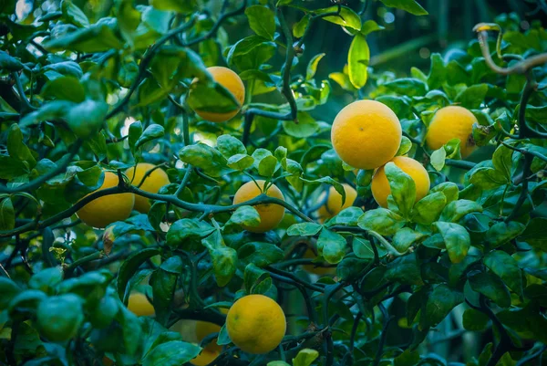 緑の木に熟したオレンジ — ストック写真