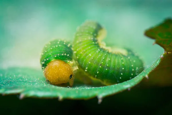 Detailní Záběr Housenky Divoké Přírodě — Stock fotografie