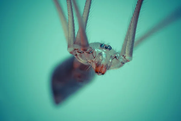 Nahaufnahme Einer Dünnen Spinne Auf Verschwommenem Hintergrund — Stockfoto