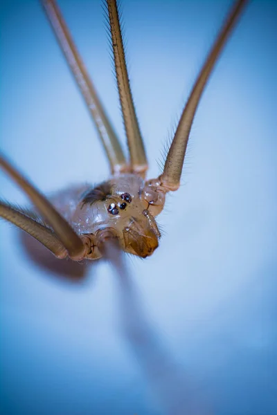 ぼやけた背景に細いクモの閉鎖 — ストック写真