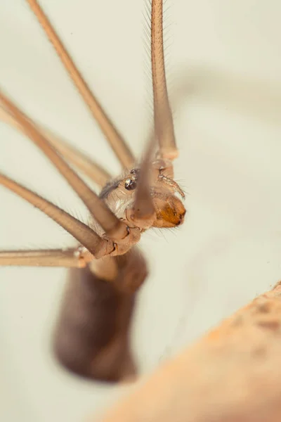 Primer Plano Araña Delgada Sobre Fondo Borroso — Foto de Stock