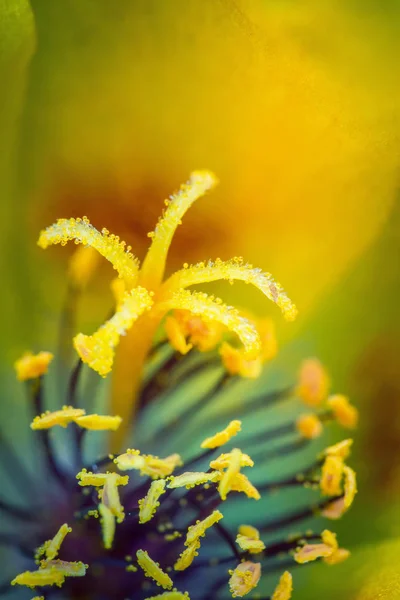 色とりどりの花のクローズアップ — ストック写真