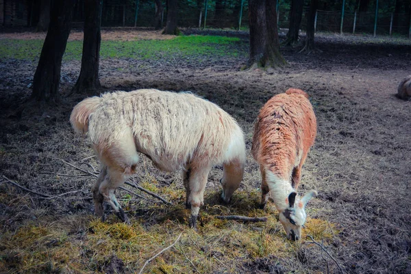 Goats Grazing Farm Daytime — стоковое фото