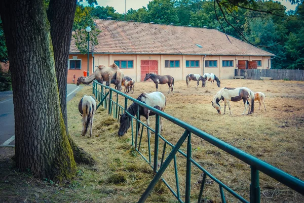 Pferde Und Kamele Grasen Tagsüber Zoo — Stockfoto