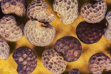 Sarı arkaplanda kuru fasulye. 