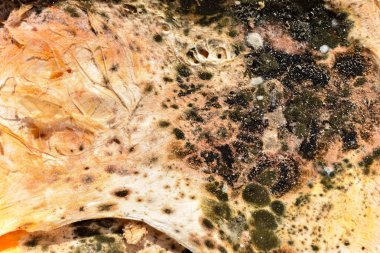 Küf dokusu, yakın görünüm 