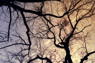 Gökyüzü arka planında kuru ağaç dalları 