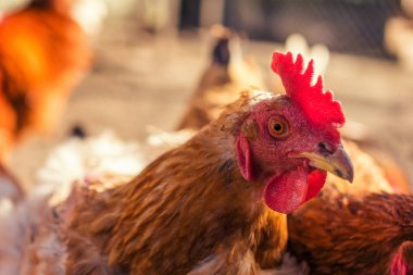 Bulanık arka planda horoz kafasının yakın plan görüntüsü 