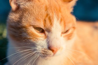 Güneş ışığındaki sevimli kızıl kediye yaklaş. 