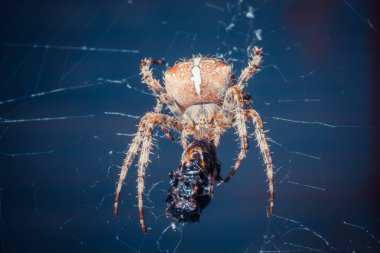 Vahşi doğada tropikal örümceğin yakın çekim çekimi 