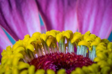 Rengarenk çiçeklerin kapanışı