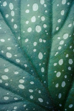 Tropikal yaprak deseninin yakın çekim, çiçek arka plan 