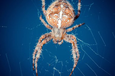 Vahşi doğada tropikal örümceğin yakın çekim çekimi 