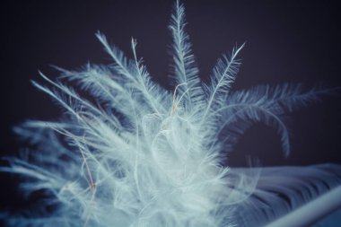 Kuş tüyü deseni yakın çekim, soyut arka plan