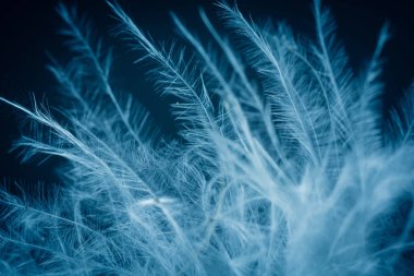 Kuş tüyü deseni yakın çekim, soyut arka plan