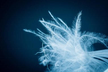 Kuş tüyü deseni yakın çekim, soyut arka plan