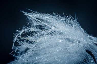 Kuş tüyü deseni yakın çekim, soyut arka plan