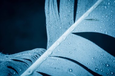 Kuş tüyü deseni yakın çekim, soyut arka plan