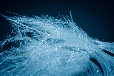 Kuş tüyü deseni yakın çekim, soyut arka plan