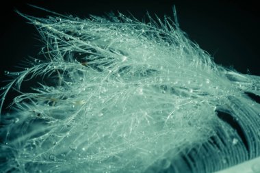 Kuş tüyü deseni yakın çekim, soyut arka plan