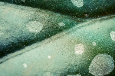 Tropikal yaprak deseninin yakın çekim, çiçek arka plan 