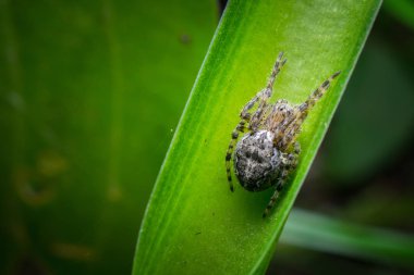Vahşi doğada tropikal örümceğin yakın çekim çekimi 