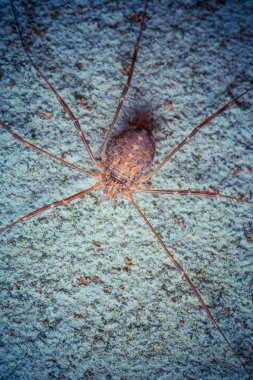 Vahşi doğada tropikal örümceğin yakın çekim çekimi 