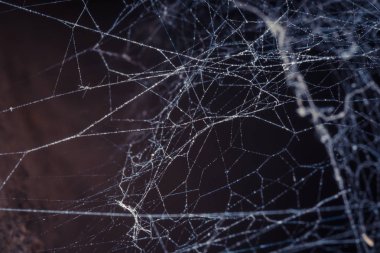 Koyu arkaplanda örümcek ağına yakın çekim 