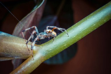 Vahşi doğada tropikal örümceğin yakın çekim çekimi 