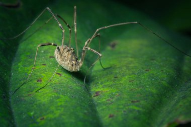 Vahşi doğada tropikal örümceğin yakın çekim çekimi 