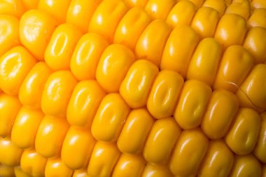 Kuru mısır deseni, sonbahar hasat teması için kapatma arkaplanı 