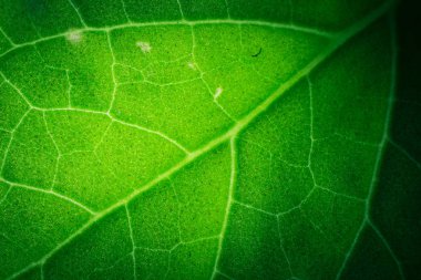 Tropikal yaprak deseninin yakın çekim, çiçek arka plan 