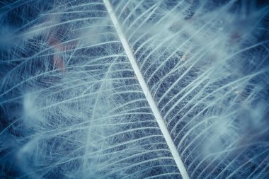 Kuş tüyü deseni yakın çekim, soyut arka plan