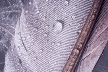 Kuş tüyü deseni yakın çekim, soyut arka plan