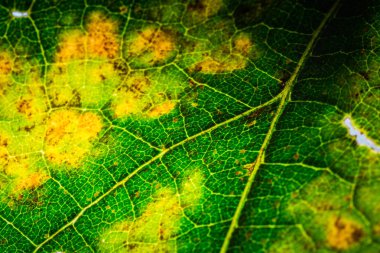 Tropikal yaprak deseninin yakın çekim, çiçek arka plan 