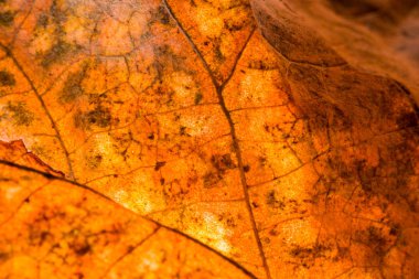 Tropikal yaprak deseninin yakın çekim, çiçek arka plan 