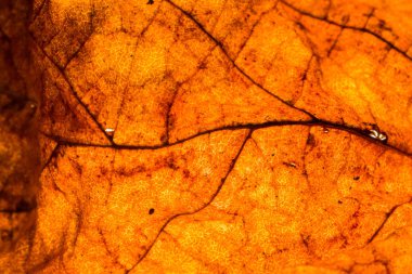 Tropikal yaprak deseninin yakın çekim, çiçek arka plan 