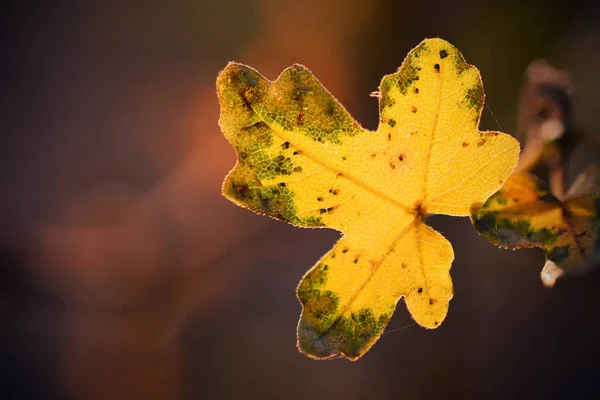 Gros Plan Feuille Sèche Automnale — Photo