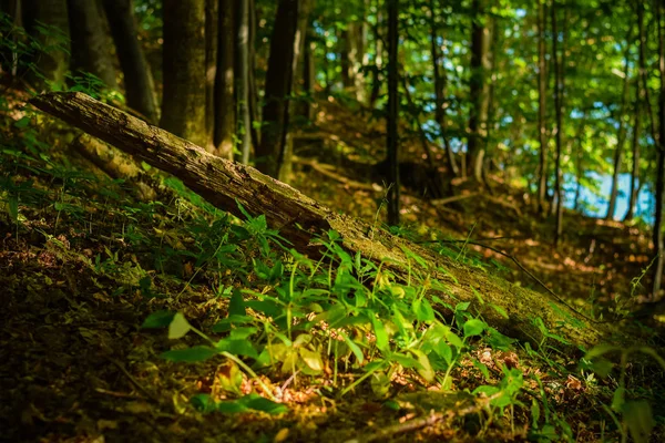 Gros Plan Plantes Vertes Dans Forêt Été — Photo