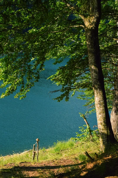 Green Tree Sunlight River Background — Stockfoto