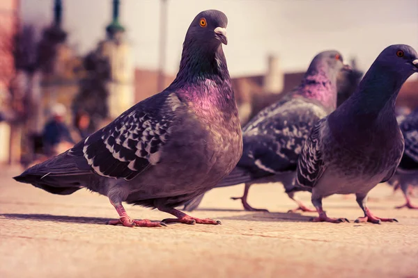 Gündüz Vakti Sokakta Güvercinler Yakın Çekim — Stok fotoğraf